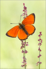 Dukatenfalter (Lycaena virgaureae) 05