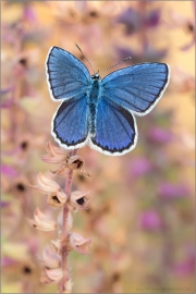 Kronwicken-Bläuling (Plebejus argyrognomon) 04