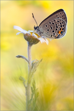 Hochmoor-Bläuling (Plebejus optilete) 01