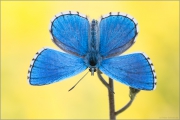 Himmelblauer Bläuling (Polyommatus bellargus) 01