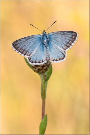 Silbergrüner Bläuling 09 (Polyommatus coridon)