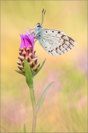 Silbergrüner Bläuling 08 (Polyommatus coridon)