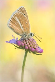 Weißdolch Bläuling (Polyommatus damon) 05