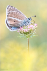 Weißdolch Bläuling (Polyommatus damon) 04