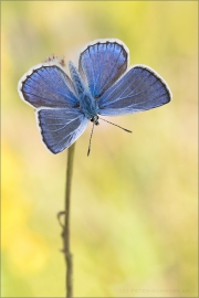 Escher-Bläuling 03 (Polyommatus escheri)