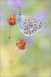 Escher-Bläuling 02 (Polyommatus escheri)