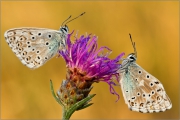 Silbergrüner Bläuling 06 (Polyommatus coridon)