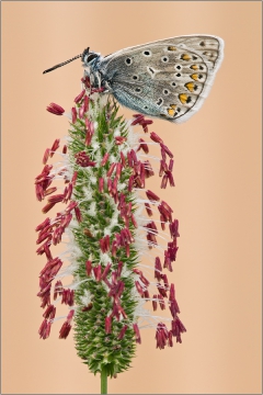 Hauhechel-Bläuling 21 (Polyommatus icarus)