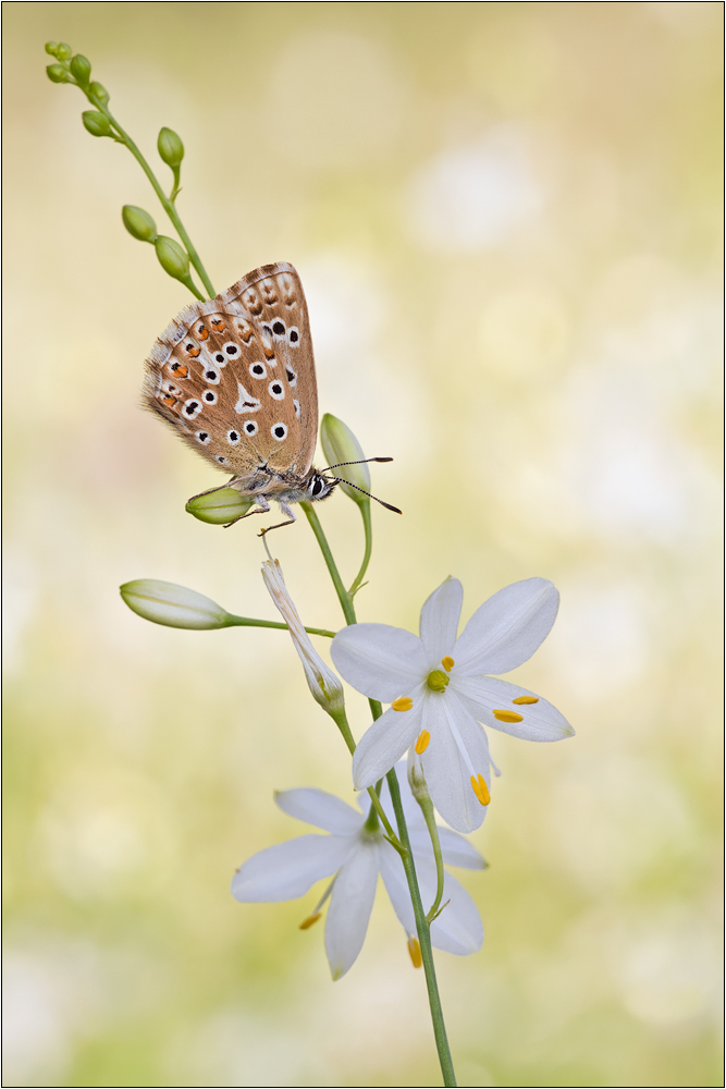Silbergrüner Bläuling (Polyommatus coridon) Chalkhill Blue – Peter Schwarz