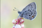 Hochmoor-Bläuling (Plebejus optilete) 04