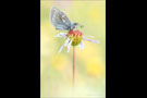 Heller Alpenbläuling (Plebejus orbitulus) 01