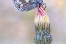 Dunkler Alpenbläuling (Agriades glandon) 05