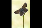 Storchschnabel-Bläuling (Aricia eumedon) 02