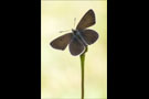 Storchschnabel-Bläuling (Aricia eumedon) 02
