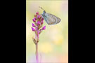 Storchschnabel-Bläuling (Aricia eumedon) 01