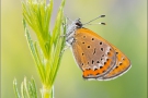 Blauschillernder Feuerfalter 04 (Lycaena helle)