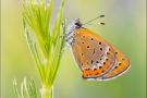 Blauschillernder Feuerfalter 04 (Lycaena helle)