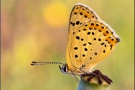 Brauner Feuerfalter (Lycaena tityrus) 14