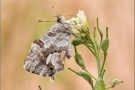 Pelargonien-Bläuling (Cacyreus marshalli) 03