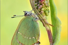 Grüner Zipfelfalter (Callophrys rubi) 13