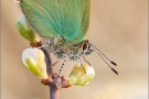 Grüner Zipfelfalter (Callophrys rubi) 14