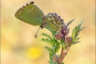 Grüner Zipfelfalter (Callophrys rubi) 12