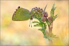 Grüner Zipfelfalter (Callophrys rubi) 15