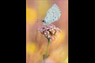 Faulbaumbläuling (Celastrina argiolus) 02