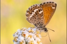 Kanarischer Bläuling (Cyclyrius webbianus) 18