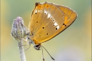 Dukatenfalter (Lycaena virgaureae) 08