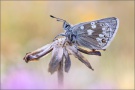 Dunkler Alpenbläuling (Agriades glandon) 04