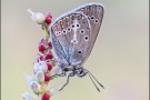 Storchschnabel-Bläuling (Eumedonia eumedon) 03