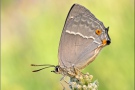 Blauer Eichenzipfelfalter (Favonius quercus) 13