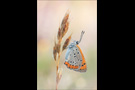 Großer Feuerfalter (Lycaena dispar) 11