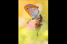 Großer Feuerfalter (Lycaena dispar) 10