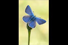 Heller Alpenbläuling (Plebejus orbitulus) 04