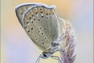 Brauner Feuerfalter (Lycaena tityrus) 09