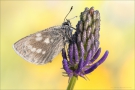 Heller Alpenbläuling (Plebejus orbitulus) 03