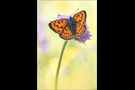 Violetter Feuerfalter (Lycaena alciphron) 06