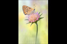 Violetter Feuerfalter (Lycaena alciphron) 05