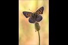 Blau-Brauner Feuerfalter (Lycaena bleusei) 01