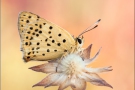 Blau-Brauner Feuerfalter (Lycaena bleusei) 03