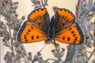 Großer Feuerfalter (Lycaena dispar) 06