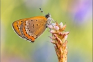 Blauschillernder Feuerfalter 03 (Lycaena helle)