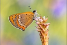 Blauschillernder Feuerfalter 03 (Lycaena helle)