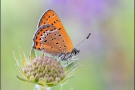 Blauschillernder Feuerfalter 07 (Lycaena helle)