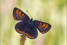 Blauschillernder Feuerfalter 06 (Lycaena helle)