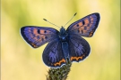 Blauschillernder Feuerfalter 05 (Lycaena helle)