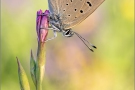 Lilagold-Feuerfalter 19 (Lycaena hippothoe)