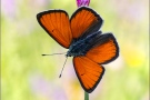 Lilagold-Feuerfalter 10 (Lycaena hippothoe)